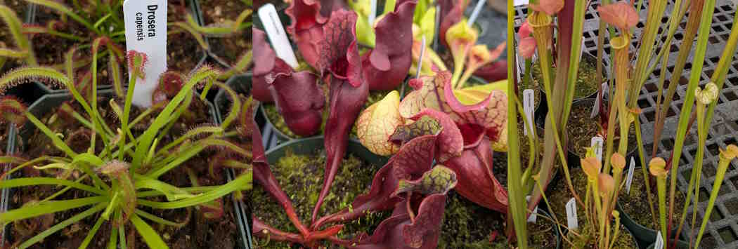 Carnivorous Plants