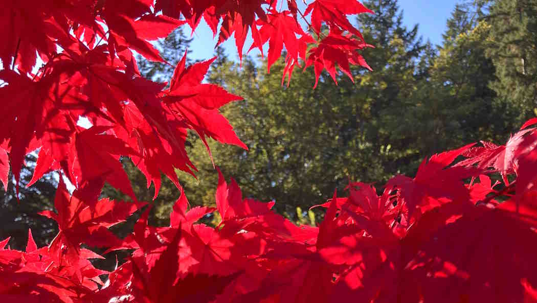 Fall Color