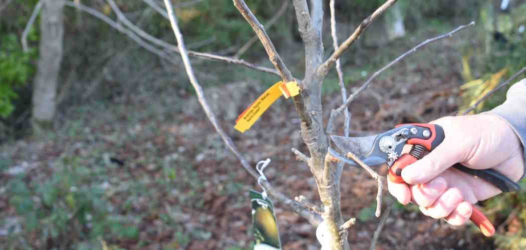 Pruning