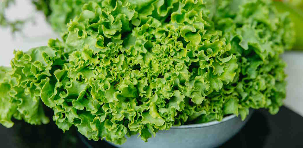 Lettuce